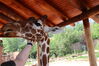 Filename=20210808_014.jpg
Filesize=415KiB
Dimensions=2048x1365
Date added=Dec 30, 2021 20210808_014.jpg