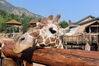 Filename=20210808_016.jpg
Filesize=503KiB
Dimensions=2048x1365
Date added=Dec 30, 2021 20210808_016.jpg