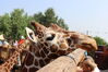 Filename=20210808_017.jpg
Filesize=400KiB
Dimensions=2048x1365
Date added=Dec 30, 2021 20210808_017.jpg