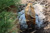 Filename=20210808_018.jpg
Filesize=552KiB
Dimensions=2048x1365
Date added=Dec 30, 2021 20210808_018.jpg
