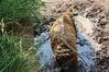 Filename=20210808_019.jpg
Filesize=665KiB
Dimensions=2048x1365
Date added=Dec 30, 2021 20210808_019.jpg