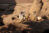 Filename=20210808_022.jpg
Filesize=619KiB
Dimensions=2048x1365
Date added=Dec 30, 2021 20210808_022.jpg