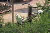 Filename=20210808_031.jpg
Filesize=692KiB
Dimensions=2048x1365
Date added=Dec 30, 2021 20210808_031.jpg