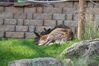 Filename=20210808_041.jpg
Filesize=656KiB
Dimensions=2048x1365
Date added=Dec 30, 2021 20210808_041.jpg