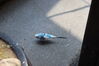 Filename=20210808_049.jpg
Filesize=411KiB
Dimensions=2048x1365
Date added=Dec 30, 2021 20210808_049.jpg