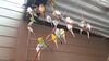 Filename=20210808_058.jpg
Filesize=343KiB
Dimensions=2048x1152
Date added=Dec 30, 2021 20210808_058.jpg