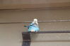 Filename=20210808_063.jpg
Filesize=170KiB
Dimensions=2048x1365
Date added=Dec 30, 2021 20210808_063.jpg