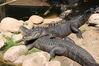 Filename=20210808_074.jpg
Filesize=698KiB
Dimensions=2048x1365
Date added=Dec 30, 2021 20210808_074.jpg