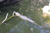 Filename=20210808_075.jpg
Filesize=574KiB
Dimensions=2048x1365
Date added=Dec 30, 2021 20210808_075.jpg