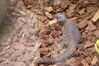 Filename=20210808_082.jpg
Filesize=513KiB
Dimensions=2048x1365
Date added=Dec 30, 2021 20210808_082.jpg