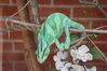 Filename=20210808_083.jpg
Filesize=304KiB
Dimensions=2048x1365
Date added=Dec 30, 2021 20210808_083.jpg