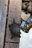 Filename=20210808_084.jpg
Filesize=509KiB
Dimensions=1365x2048
Date added=Dec 30, 2021 20210808_084.jpg