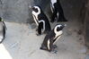 Filename=20210808_111.jpg
Filesize=466KiB
Dimensions=2048x1365
Date added=Dec 30, 2021 20210808_111.jpg
