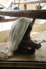 Filename=20210808_139.jpg
Filesize=300KiB
Dimensions=1365x2048
Date added=Dec 30, 2021 20210808_139.jpg
