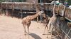 Filename=20210808_168.jpg
Filesize=732KiB
Dimensions=2048x1152
Date added=Dec 30, 2021 20210808_168.jpg