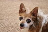 Filename=20211225_062.jpg
Filesize=267KiB
Dimensions=2048x1365
Date added=Sep 18, 2022 20211225_062.jpg
