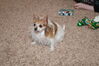 Filename=20211225_065.jpg
Filesize=594KiB
Dimensions=2047x1360
Date added=Sep 18, 2022 20211225_065.jpg
