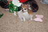 Filename=20211225_082.jpg
Filesize=549KiB
Dimensions=2047x1360
Date added=Sep 18, 2022 20211225_082.jpg