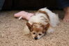 Filename=20211225_133.jpg
Filesize=378KiB
Dimensions=2048x1365
Date added=Sep 18, 2022 20211225_133.jpg