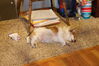 Filename=20211225_155.jpg
Filesize=530KiB
Dimensions=2048x1365
Date added=Sep 18, 2022 20211225_155.jpg
