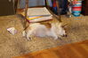 Filename=20211225_156.jpg
Filesize=519KiB
Dimensions=2048x1365
Date added=Sep 18, 2022 20211225_156.jpg