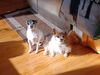 Filename=20220124_001.jpg
Filesize=567KiB
Dimensions=2048x1536
Date added=Sep 20, 2022 20220124_001.jpg