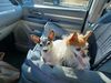 Filename=20220311_001.jpg
Filesize=657KiB
Dimensions=2048x1536
Date added=Sep 20, 2022 20220311_001.jpg