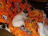 Filename=20220313_001.jpg
Filesize=551KiB
Dimensions=2048x1536
Date added=Sep 20, 2022 20220313_001.jpg