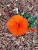 Filename=20220517_002.jpg
Filesize=573KiB
Dimensions=1536x2048
Date added=Sep 24, 2022 20220517_002.jpg