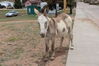 Filename=20220528_006.jpg
Filesize=641KiB
Dimensions=2048x1365
Date added=Sep 24, 2022 20220528_006.jpg