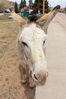 Filename=20220528_007.jpg
Filesize=561KiB
Dimensions=1365x2048
Date added=Sep 24, 2022 20220528_007.jpg