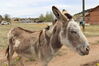 Filename=20220528_008.jpg
Filesize=515KiB
Dimensions=2048x1365
Date added=Sep 24, 2022 20220528_008.jpg