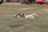Filename=20220528_010.jpg
Filesize=928KiB
Dimensions=2048x1365
Date added=Sep 24, 2022 20220528_010.jpg