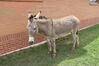 Filename=20220528_012.jpg
Filesize=714KiB
Dimensions=2048x1365
Date added=Sep 24, 2022 20220528_012.jpg