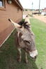 Filename=20220528_013.jpg
Filesize=520KiB
Dimensions=1365x2048
Date added=Sep 24, 2022 20220528_013.jpg