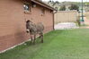 Filename=20220528_018.jpg
Filesize=581KiB
Dimensions=2048x1365
Date added=Sep 24, 2022 20220528_018.jpg