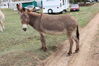 Filename=20220528_019.jpg
Filesize=752KiB
Dimensions=2048x1365
Date added=Sep 24, 2022 20220528_019.jpg