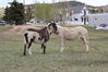 Filename=20220528_020.jpg
Filesize=715KiB
Dimensions=2048x1365
Date added=Sep 24, 2022 20220528_020.jpg