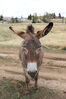 Filename=20220528_023.jpg
Filesize=516KiB
Dimensions=1365x2048
Date added=Sep 24, 2022 20220528_023.jpg