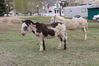 Filename=20220528_024.jpg
Filesize=692KiB
Dimensions=2048x1365
Date added=Sep 24, 2022 20220528_024.jpg
