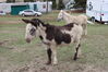 Filename=20220528_026.jpg
Filesize=716KiB
Dimensions=2048x1365
Date added=Sep 24, 2022 20220528_026.jpg