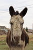 Filename=20220528_027.jpg
Filesize=304KiB
Dimensions=1365x2048
Date added=Sep 24, 2022 20220528_027.jpg