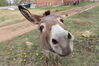 Filename=20220528_030.jpg
Filesize=385KiB
Dimensions=2048x1365
Date added=Sep 24, 2022 20220528_030.jpg