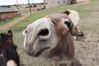 Filename=20220528_039.jpg
Filesize=338KiB
Dimensions=2048x1365
Date added=Sep 24, 2022 20220528_039.jpg