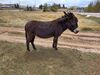 Filename=20220528_043.jpg
Filesize=1059KiB
Dimensions=2048x1536
Date added=Sep 24, 2022 20220528_043.jpg