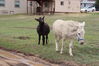 Filename=20220528_046.jpg
Filesize=639KiB
Dimensions=2048x1365
Date added=Sep 24, 2022 20220528_046.jpg