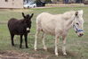 Filename=20220528_047.jpg
Filesize=638KiB
Dimensions=2048x1365
Date added=Sep 24, 2022 20220528_047.jpg