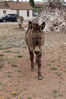 Filename=20220528_058.jpg
Filesize=902KiB
Dimensions=1365x2048
Date added=Sep 24, 2022 20220528_058.jpg