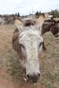 Filename=20220528_060.jpg
Filesize=568KiB
Dimensions=1365x2048
Date added=Sep 24, 2022 20220528_060.jpg