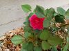 Filename=20220602_004.jpg
Filesize=457KiB
Dimensions=2048x1536
Date added=Nov 06, 2022 20220602_004.jpg
